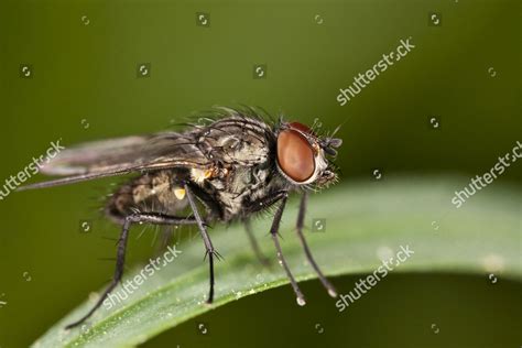 Common Housefly Musca Domestica Editorial Stock Photo Stock Image