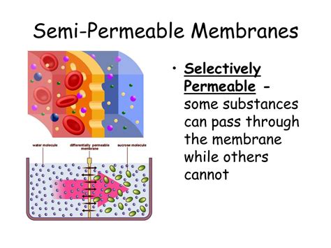 Ppt The Movement Of Molecules Diffusion Osmosis And Active Transport