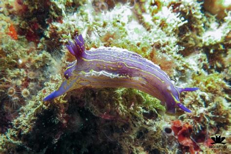 Purple Nudibranch Rushkult