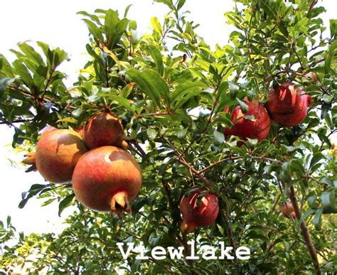 For collecting specimens from trees you will need. Cold Hardy Russian Pomegranate tree for fruits and flowers ...