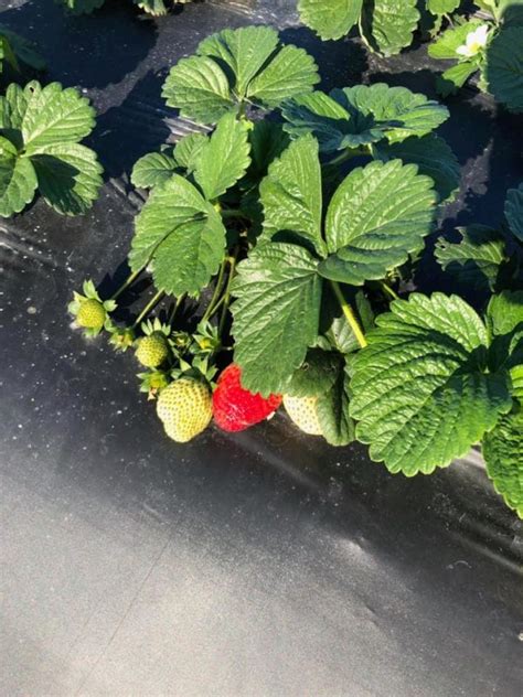 Strawberries 1 Basket Daily Harvest Express