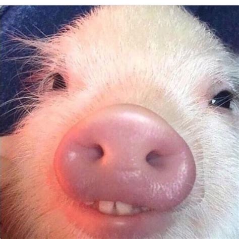 Pin By Megan On Animals Funny Pig Pictures Funny Pigs Pig Pictures