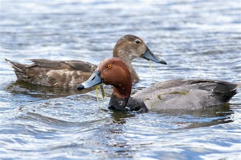 Redhead — Ducks Unlimited Canada
