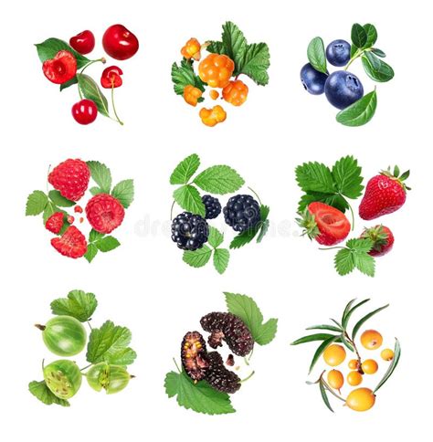 Set Of Various Berries With Leaves Isolated On White Background Stock