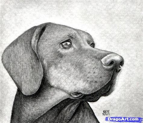 They should be side by side. How to Draw a Dog Head, Dog Head, Step by Step, Realistic, Drawing Technique, FREE Online ...