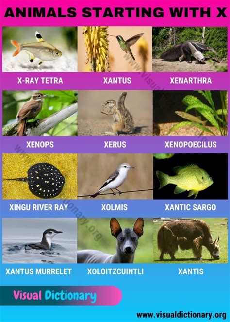Animals that Start with X: Wonderful Names of 10+ Animals Beginning