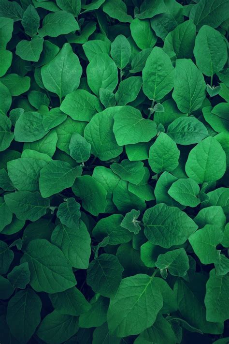 Green Ground Nature Mobile Wallpapers Wallpaper Cave