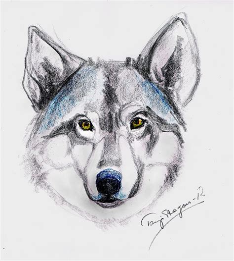 My Wolf Spirit Drawing By Tarja Stegars