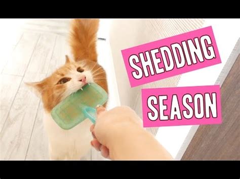 During this season, the winter. Cat Hair Shedding Season - YouTube