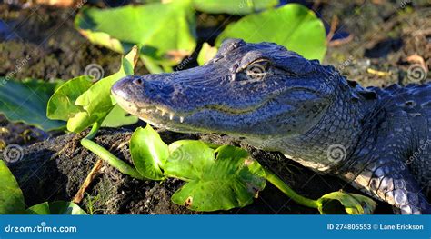 Alligator In The Wild In The Swamps Everglades Stock Image Image Of