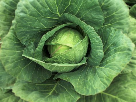 Why The Irish Are Right About Cabbage And How To Add More To Your Diet