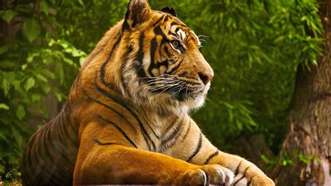 Beautiful Tiger Wild Animal Wallpaper 1366x768 Fondo De Pantalla 125