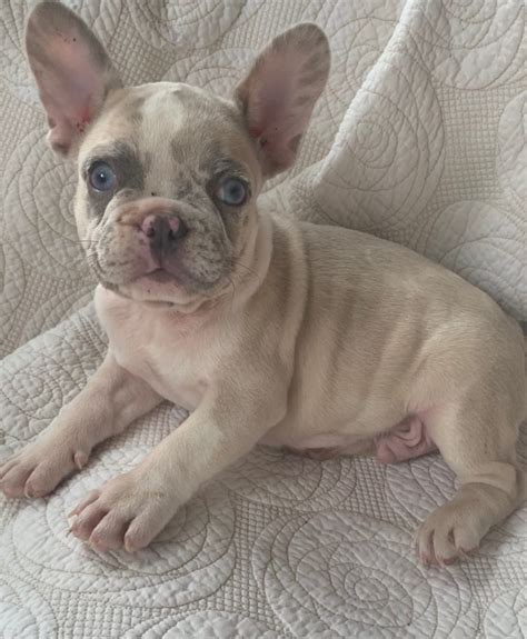 Every french bulldog puppy for sale here at teacups, puppies and boutique of south florida will go home with an official health certificate signed by a licensed veterinarian, a 1 year health guarantee protecting against hereditary and congenital defects, all current vaccinations. SOLD-Oscar Lilac Merle French Bulldog Male - The French ...