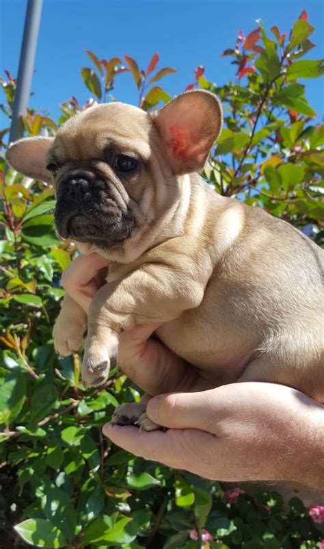 This page contains information about shark indiana. French Bulldog Puppies For Sale | Indianapolis, IN #228547