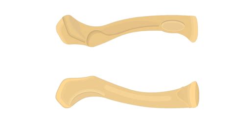 Manubrium Bone Anatomy