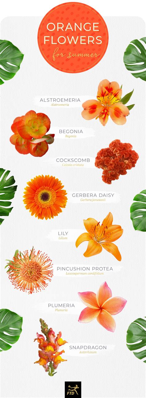 20 Types Of Orange Flowers In 2020 Types Of