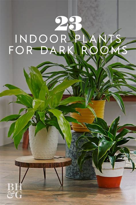 23 Of Our Favorite Low Light Houseplants Houseplants Low