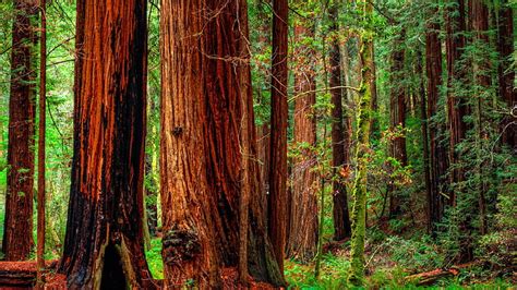 Hd Wallpaper United States Crescent City Jedediah Smith Redwood
