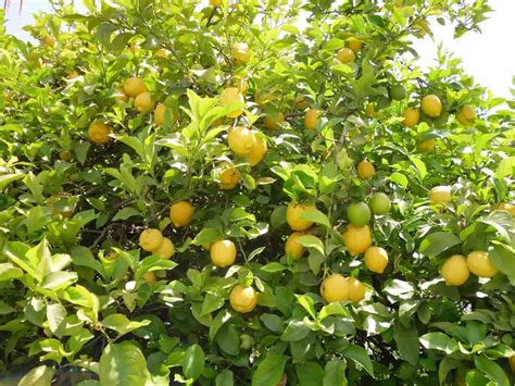 How To Grow Lemon Tree From Seed A Step By Step Guide For Beginners