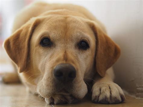 British Labrador 15 Fascinating Facts That You Should Know Dogs