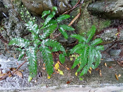 Pteris Fauriei From 台灣台北 On October 05 2022 At 0848 Am By 胡正恆jackson