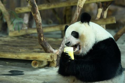 After Years Of Conservation China Announces Giant Pandas Are No Longer
