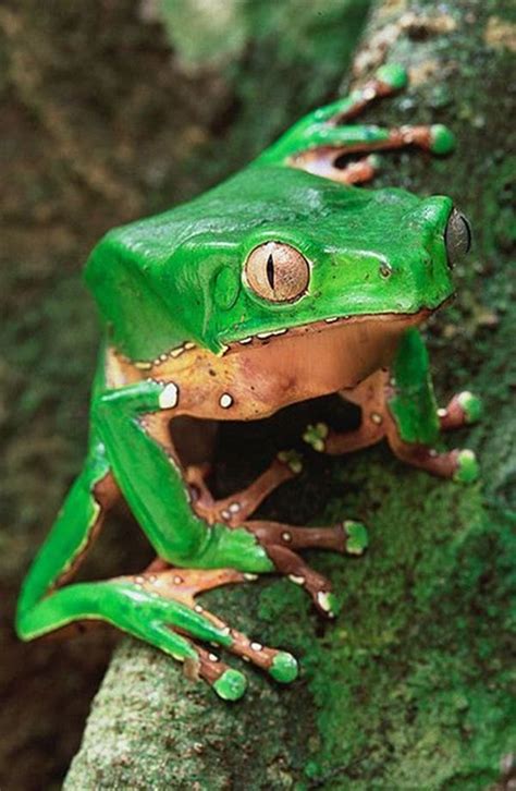 15 Different Type Of Frogs You Should Know About