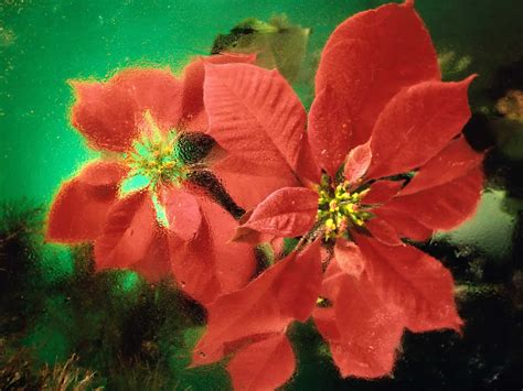 65 Poinsettia Wallpaper