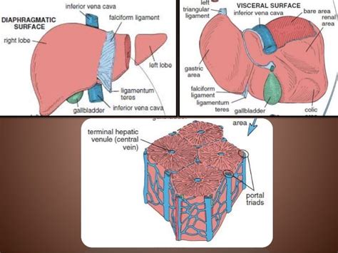 Liver Anatomy And Histology