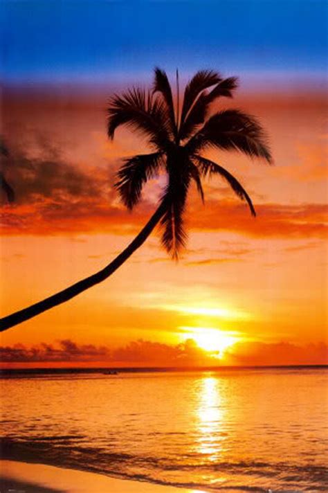 Sunset Poster With Palm Tree Over Beach Licensed Brand New