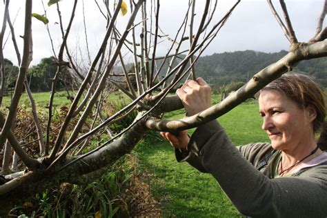 Back To Basics Fruit Tree Pruning Videos ⋆ Edible Backyard