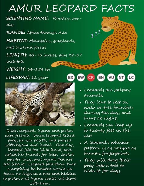Leopard Facts And Information