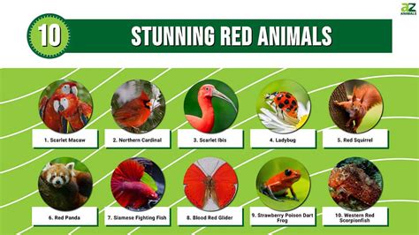 Top 10 Stunning Red Animals A Z Animals