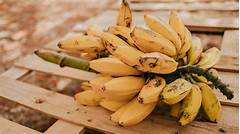 Pisang Uli Itu Pisang Apa