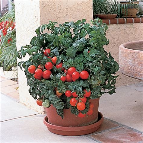 Patio Hybrid Tomato Weed Killer Totally Tomatoes