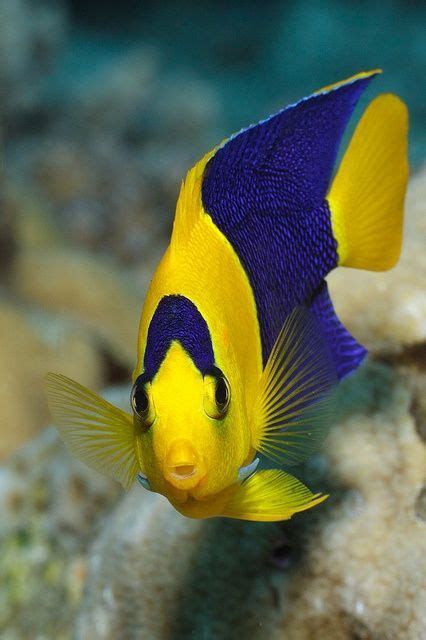 Colors ~ Yellow And Blue Underwater Creatures Underwater Life Ocean