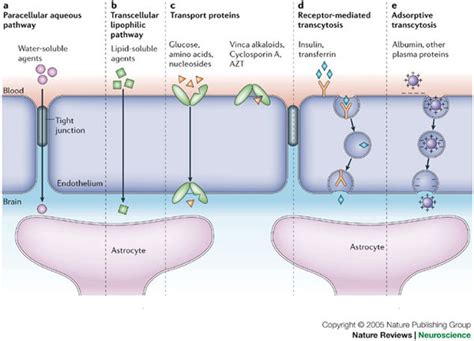 Biochemical Pathway Of Meningitis Andrew Plewe