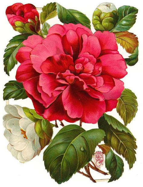 Pin By Tonya Taylor On Vintage Ephemera Flower Pictures Victorian