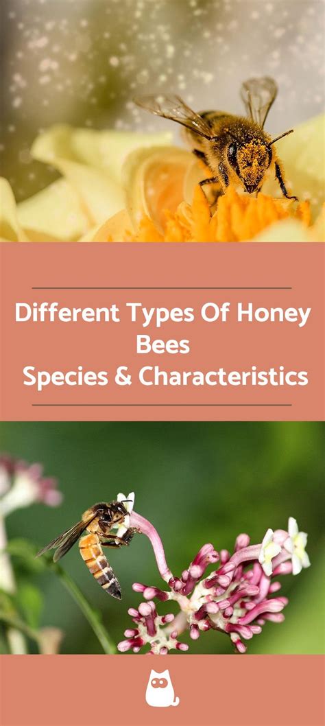 Honey Bees Are Mostly Grouped In The Genus Apis However Within The