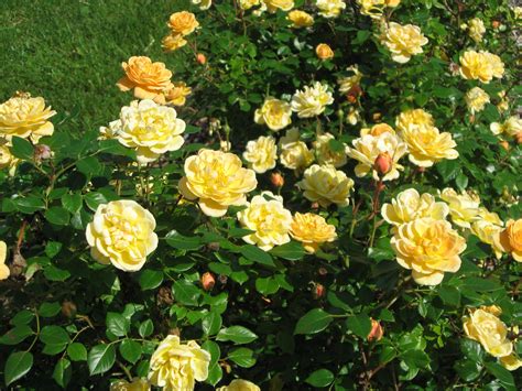 Yellow Roses Are Blooming In The Garden