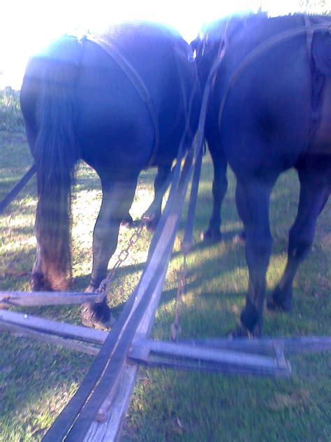 Amish Horses: On the Amish Wagon