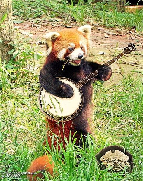 A Red Panda Playing The Banjo What This Is Everything In Life Red