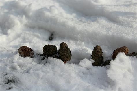 Free Stock Photo Of Pine Cones Snow Winter
