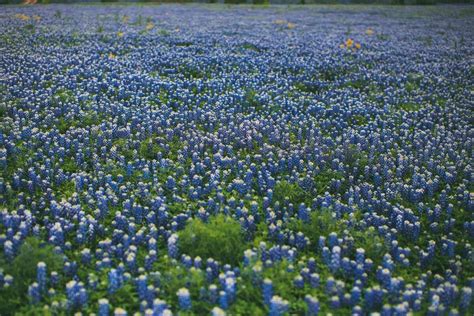 As Bluebonnet Season Arrives Texas Photographers Share How To Get The