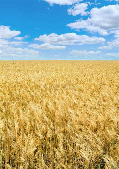 Beautiful Summer Wheat Field And Blue Sky Above Stock Image Image Of