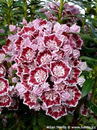 Find help and information on kalmia latifolia 'minuet' mountain laurel calico bush, including varieties and pruning advice. Kalmia latifolia 'MINUET' - Havlis.cz