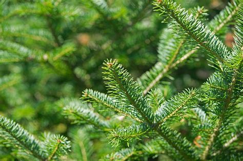 Fraser Vs Balsam Fir Whats The Difference With Pictures House Grail