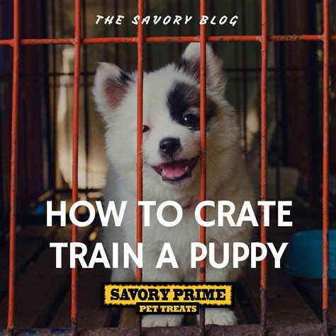 Brisk Synchronized How To Train Your Dogs Continue Puppy Potty Training