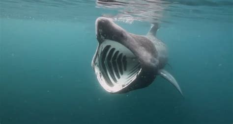 La primera carrera en paul ricard entregó un malestar para los colombianos. Artes de Pesca: VAMOS A PESCAR TIBURONES CETORHINIDAE
