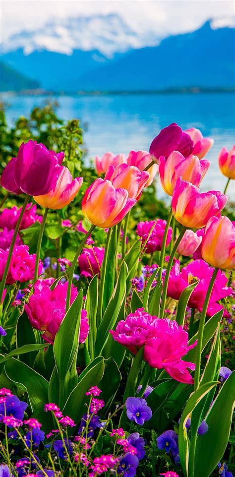 Top 999 Beautiful Flower Images Wallpapers Amazing Collection
